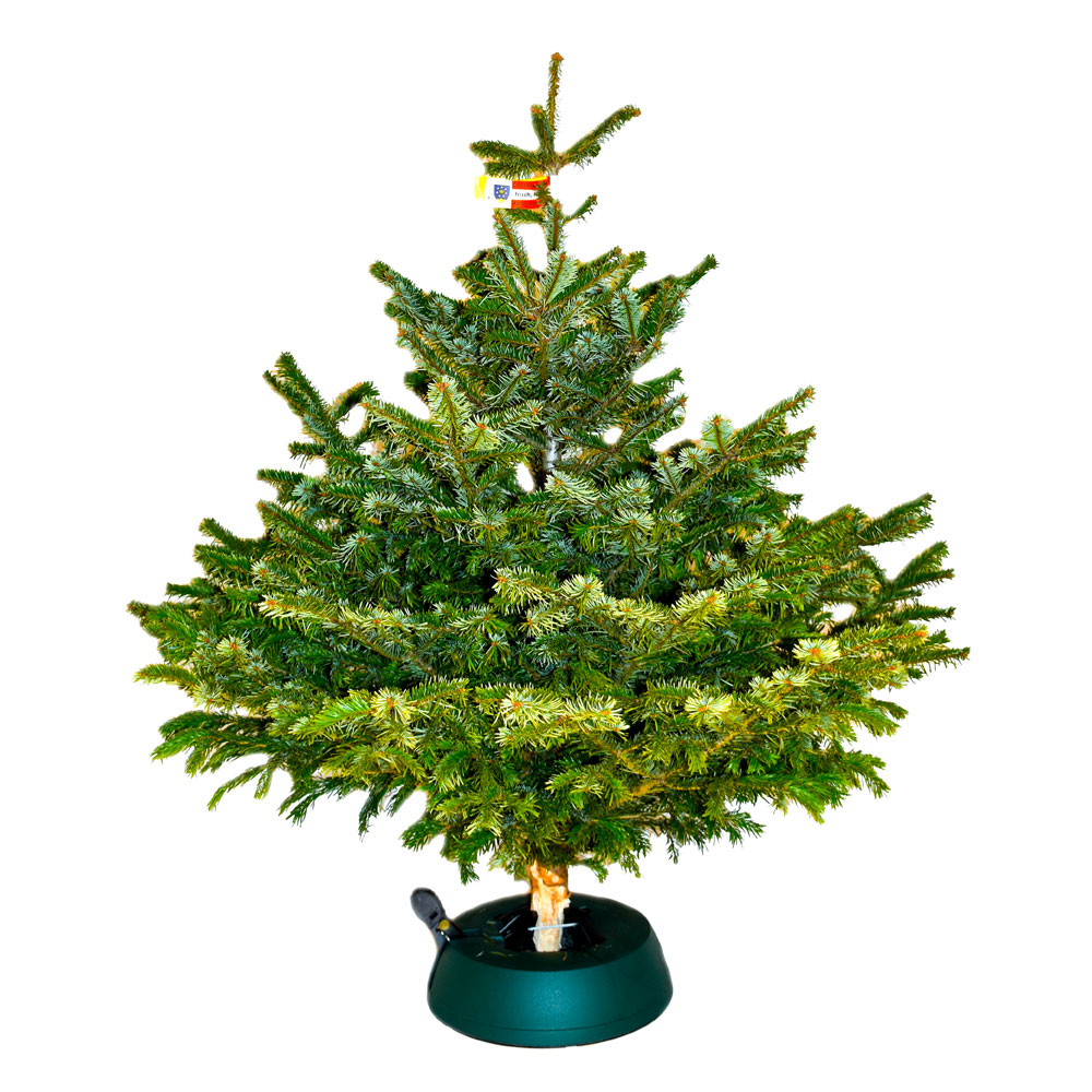 Premium Christbaum Nordmanntanne M Bis M Von Baumgartners