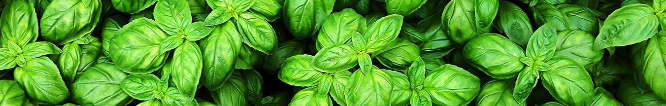 Basil