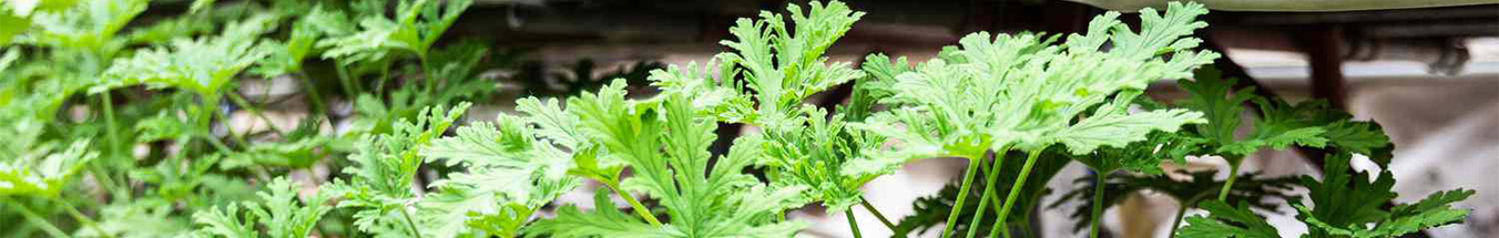 Citronella