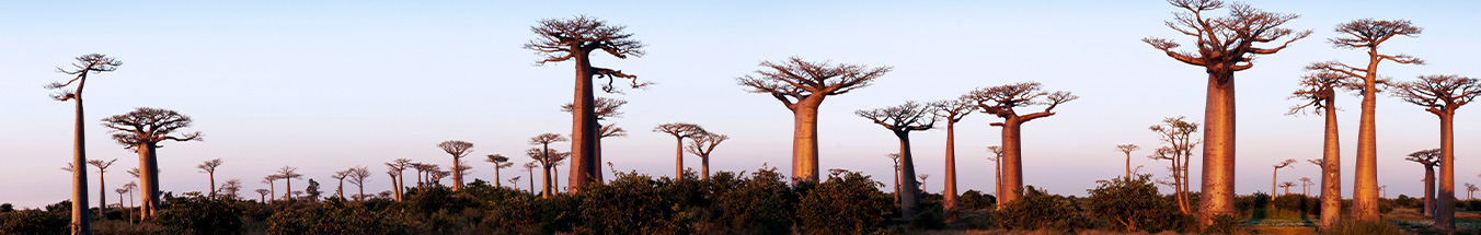 Baobab