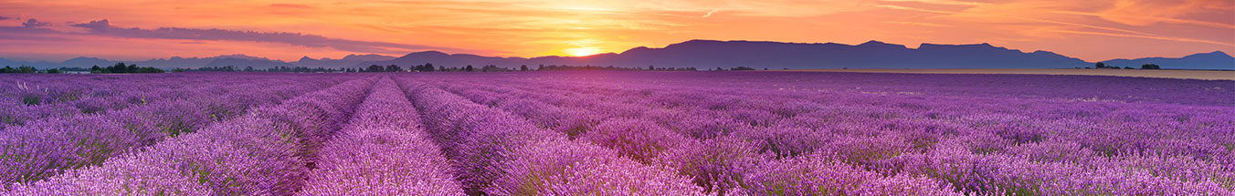 Lavendel